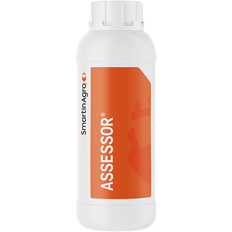 Assessor